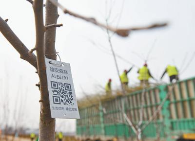 雄安新区建城：蓝绿空间占比70% 街道100%林荫化